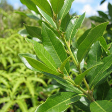 Acacia Mangium Seeds – Tree Plant Seeds