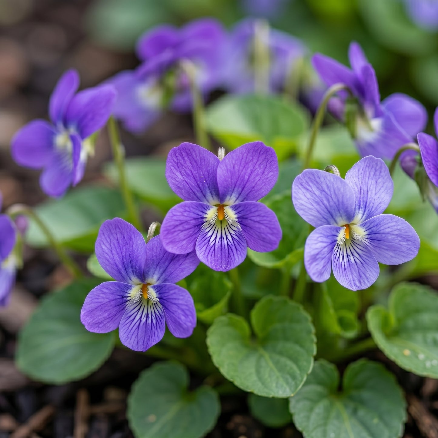 Sweet Viola Seeds – Garden Flower Seeds
