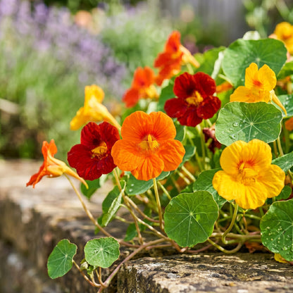Nasturtium Seeds – Mixed Flower Garden Seeds
