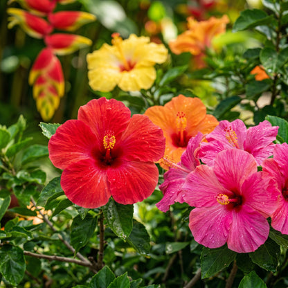 Hibiscus Seeds – Mixed Flower Garden Seeds