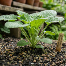Hollyhock Seeds – Tall Flower Garden Seeds