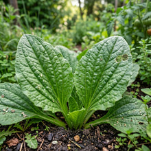 Plantain Seeds (Plantago major)