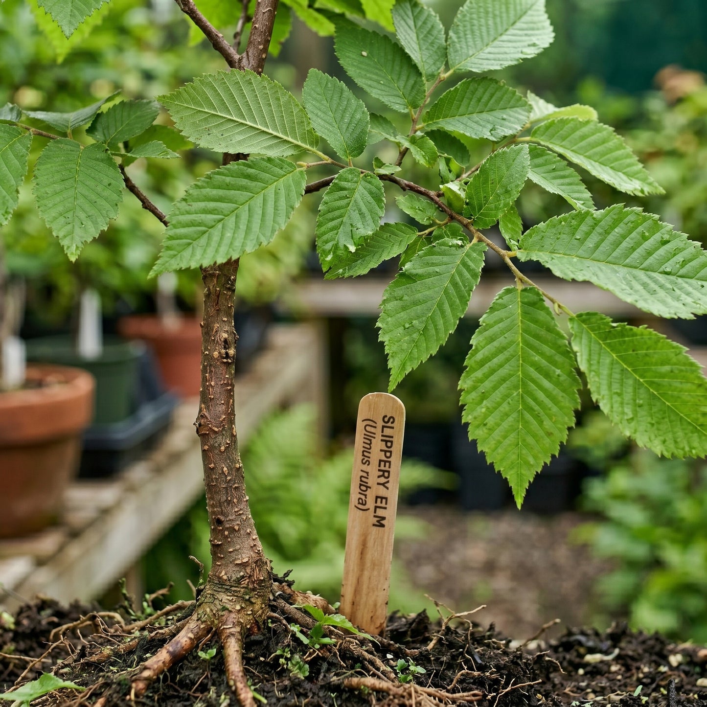 Slippery Elm Tree Seeds (Ulmus rubra)
