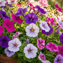 Petunia Seeds – Mixed Color Flowers