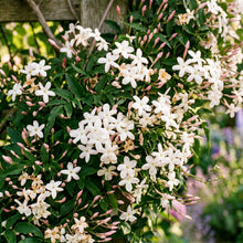 Jasmine Seeds Mixed Colors for Garden Flowers