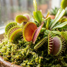 Venus Flytrap Seeds for Indoor Plant Growing