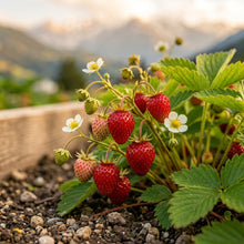 Alpine Strawberry Seeds for Garden Planting