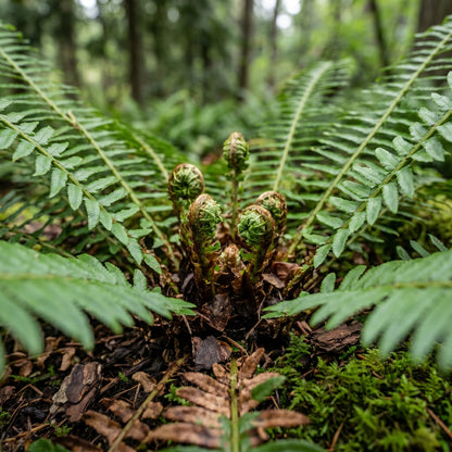 Western Swordfern Spores (Polystichum munitum) Fern Planting Material for Garden and Indoor Green Foliage