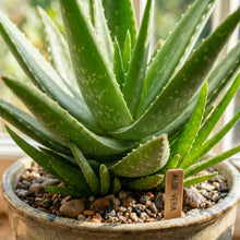 Aloe Vera Plant Seeds Green Variety for Indoor and Outdoor Succulent Growing