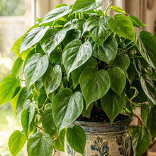 Philodendron Seeds Indoor Plant for Home Growing