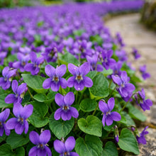 Violet Seeds Flower Plant for Garden Growing