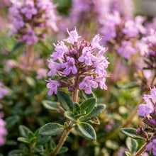 Thyme Seeds Herb Plant for Garden Growing