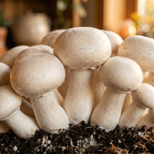 Mushroom Growing Kit for Home Cultivation