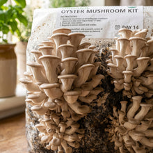 Mushroom Growing Kit for Home Cultivation