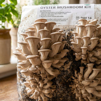 Mushroom Growing Kit for Home Cultivation