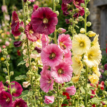 Hollyhock Seeds Flower Plant for Garden Growing