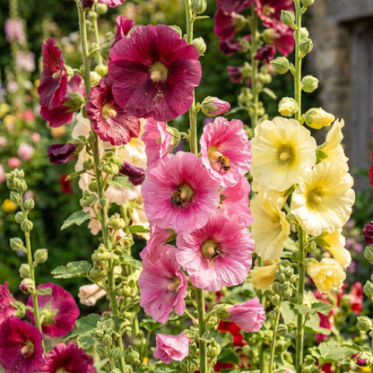 Hollyhock Seeds Flower Plant for Garden Growing