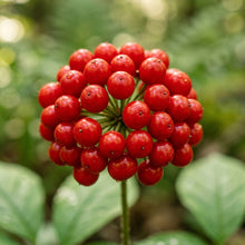 Ginseng Seeds Plant for Shaded Garden Growing