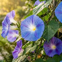 Morning Glory Seeds Climbing Flower Plant for Garden Growing