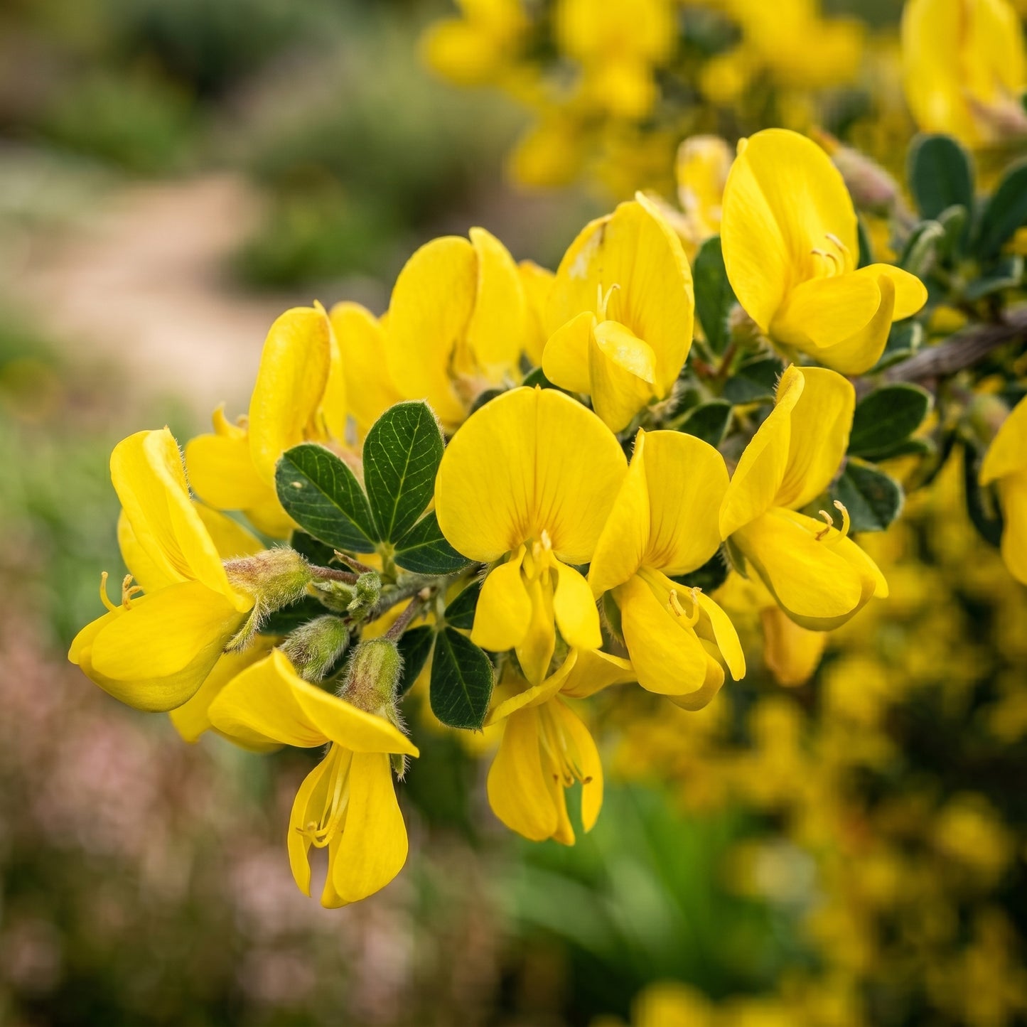 African Honeybush Seeds Foliage Shrub for Garden Growing