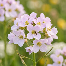Cuckoo Flower Seeds Wild Flower Plant for Garden Growing