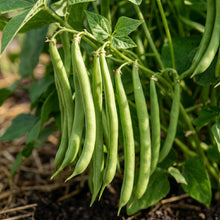 Bush Bean Seeds Vegetable Plant for Garden Growing