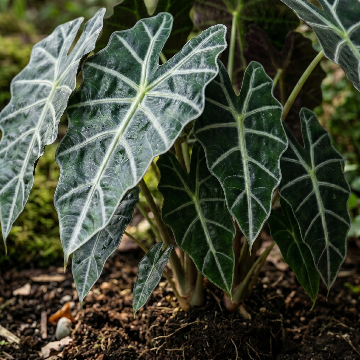 Alocasia Seeds Indoor Foliage Plant for Home Growing