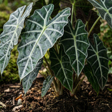 Alocasia Seeds Indoor Foliage Plant for Home Growing