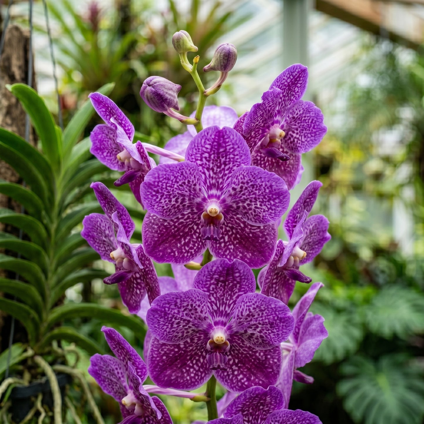 Vanda Orchid Seeds Flower Plant for Garden Growing