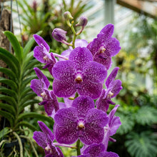 Vanda Orchid Seeds Flower Plant for Garden Growing