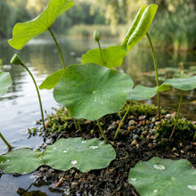 Mixed Bowl Lotus Flower Seeds (Nelumbo nucifera) for Aquatic Garden Planting