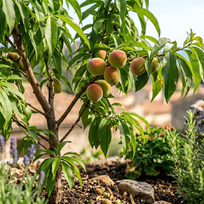 Peach Tree Seeds for Garden Growing