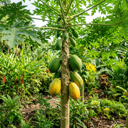 Papaya Seeds Tropical Fruit Plant for Garden Growing