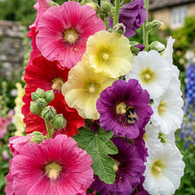 Hollyhock Mix Seeds (Alcea rosea) for Garden Flower Planting