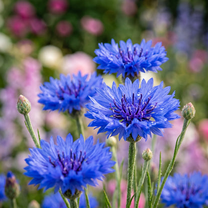 Blue Flower Seeds for Garden Growing