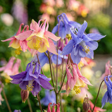Columbine Seeds Flower Plant for Garden Growing