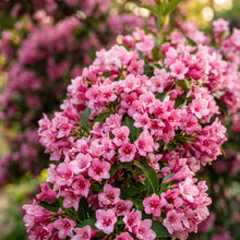 Weigela Seeds Flower Shrub for Garden Growing