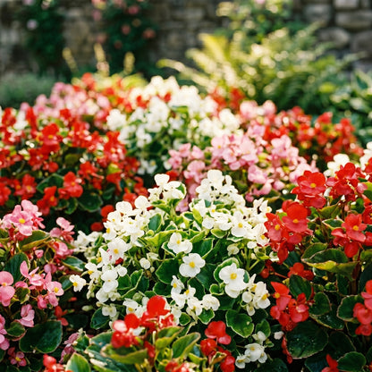 Begonia Seeds Flower Plant for Garden Growing