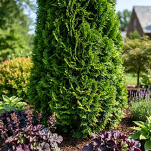 Thuja Seeds Tree Plant for Garden Growing