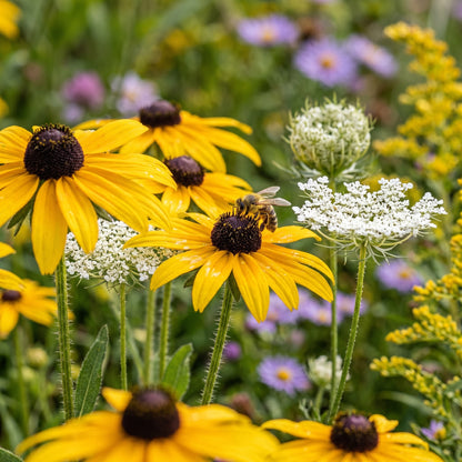 Black Eyed Susan Seeds Flower Plant for Garden Growing