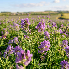 Alfalfa Seeds for Garden and Field Growing