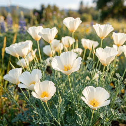 White California Poppy Flower Seeds