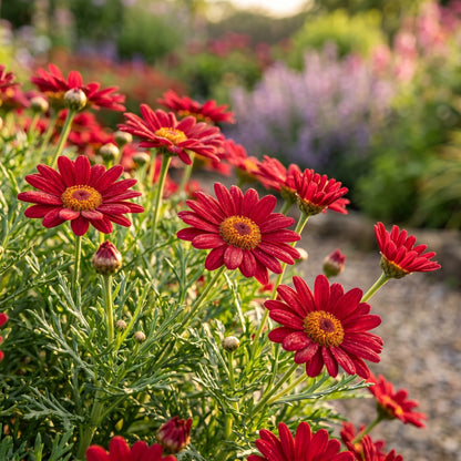 Red Argyranthemum Flower Seeds