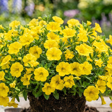 Yellow Superbells Calibrachoa Flower Seeds for Planting - Garden Blooms