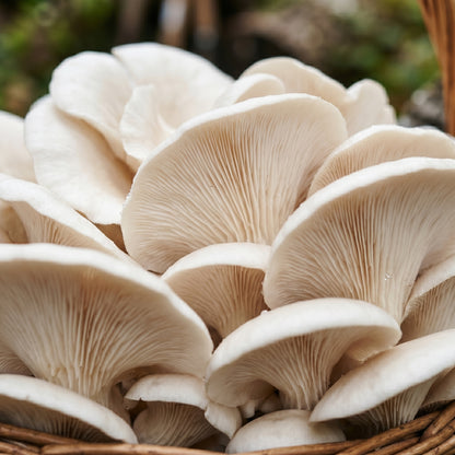 Snow Oyster Mushroom Plug Spawn (Pleurotus ostreatus) – Organic Oyster Mushroom Plugs