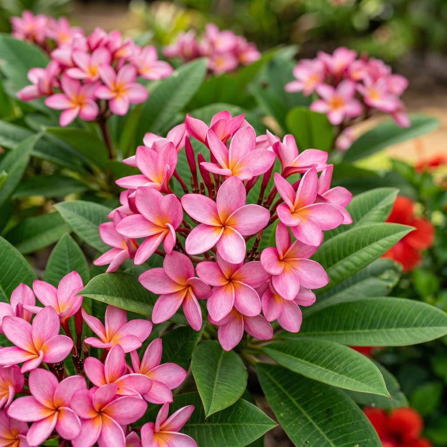 Plumeria Rubra Seeds – Frangipani Flowering Shrub Seeds