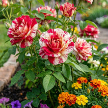 Twin Red White Rose Flower Seeds for Planting