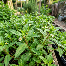 Eclipta Prostrata Seeds – Bhringraj Ayurvedic Herb Seeds
