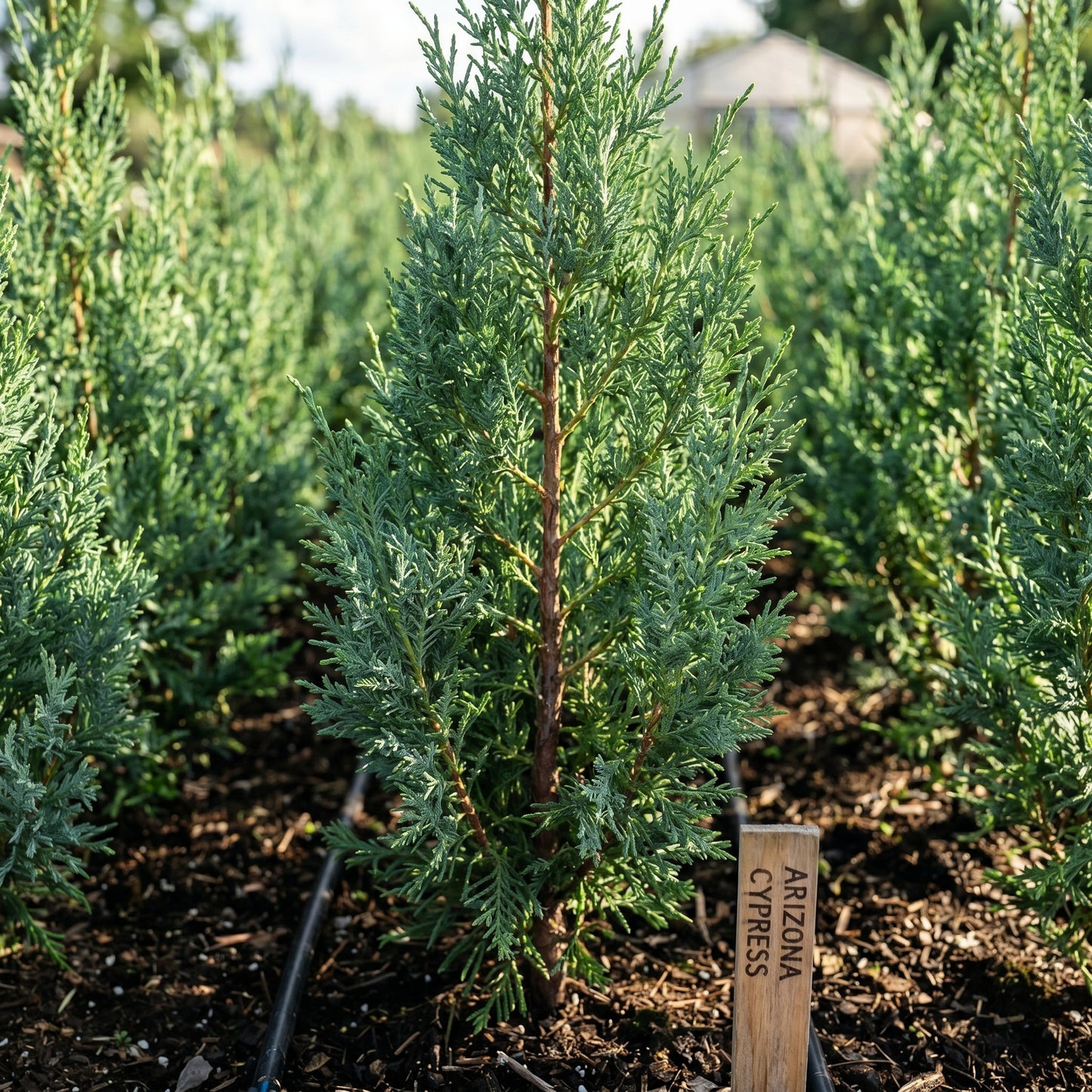 Arizona Cypress Tree Seeds Green Garden Planting