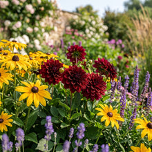 Mixed Burgundy and Black Dahlia Flower Seeds - Garden Flower Variety